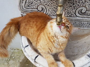 Close-up of ginger cat