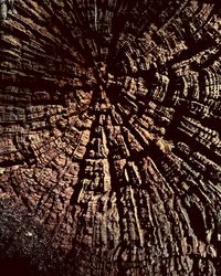 Low angle view of tree at night