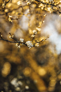 Close-up of cherry blossoms in spring