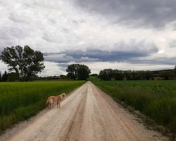 View of dirt road along landscape