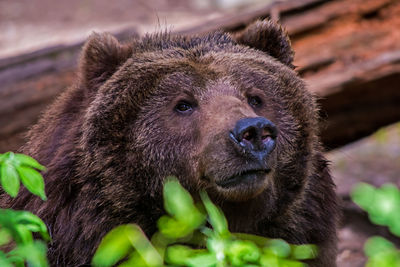 Close-up of an animal looking away