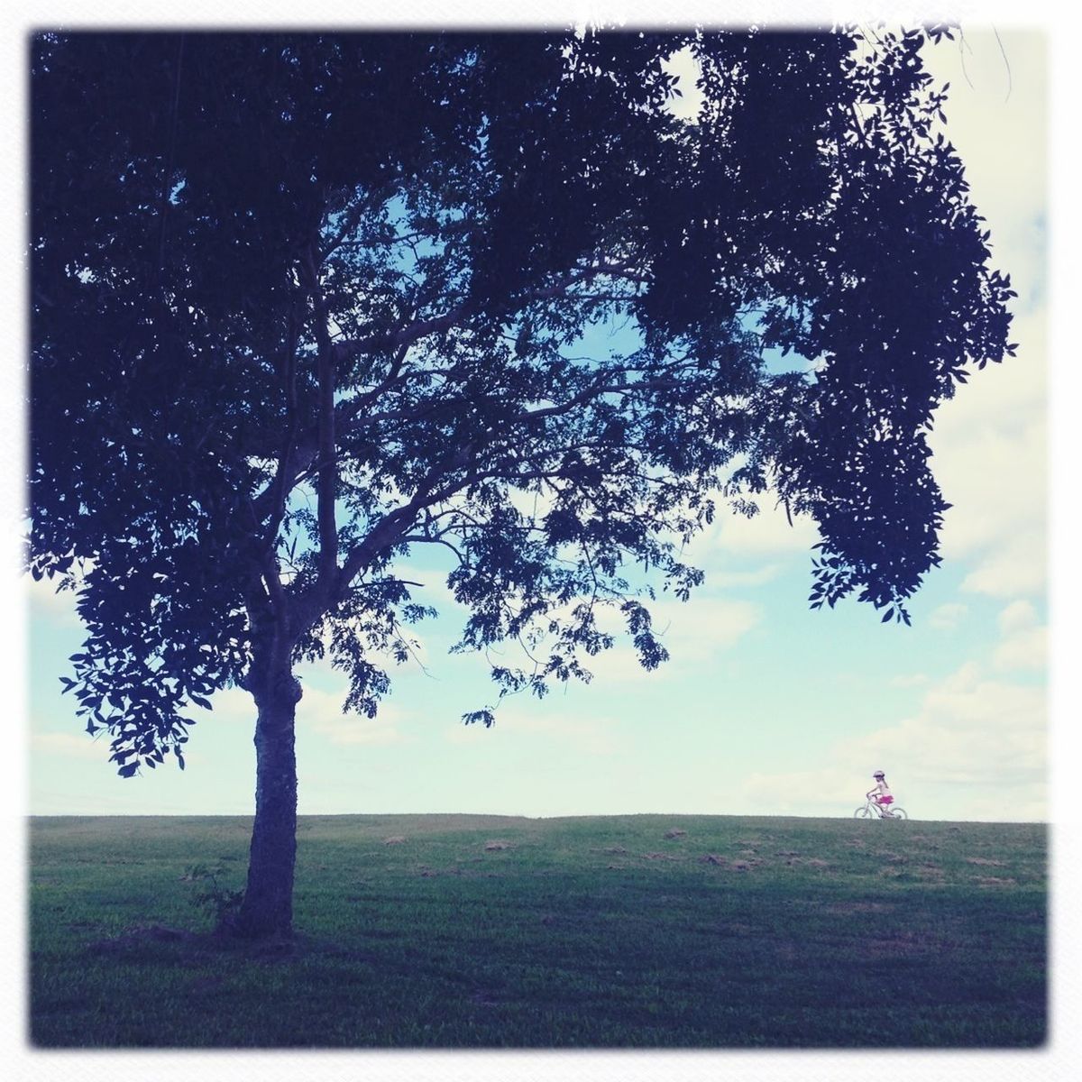 transfer print, auto post production filter, tree, grass, field, tranquility, tranquil scene, landscape, scenics, nature, beauty in nature, sky, growth, branch, grassy, outdoors, day, non-urban scene, remote, solitude