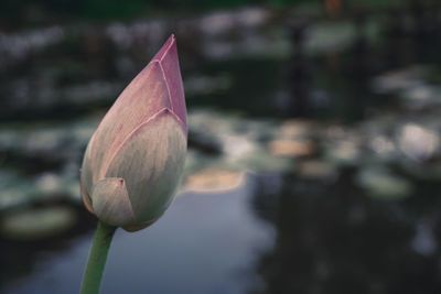 Close-up of lotus water lily in lake