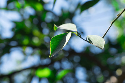 Close-up of fresh green leaves on plant