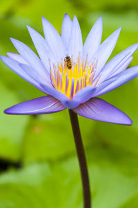 Honey bee on water lily