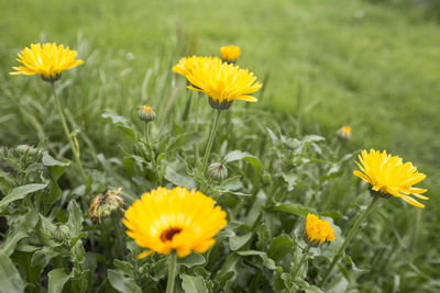 Close-up of yellow flowers on field