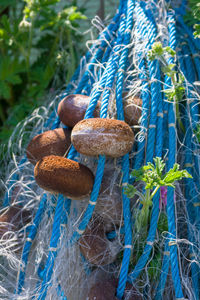 Close-up of mushrooms growing on land