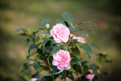 Close-up of pink flowers