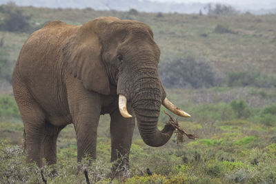 View of elephant in forest