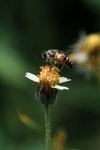 Close-up of bee pollinating on flower