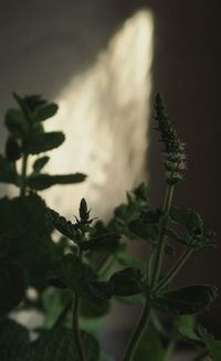 Close-up of plant at night