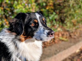 Close-up portrait of dog