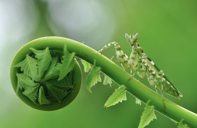 Close-up of fresh green plant