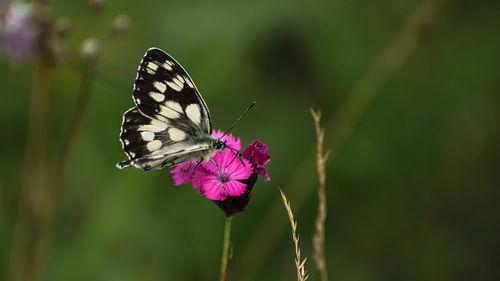 Close-up of marbled white butterfly resting on a wild pink carnation.