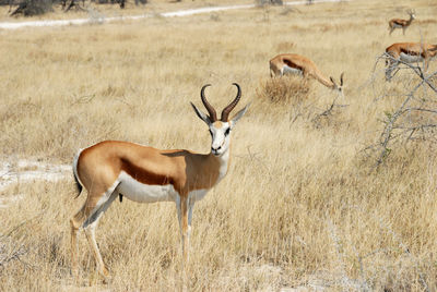 Deer on field