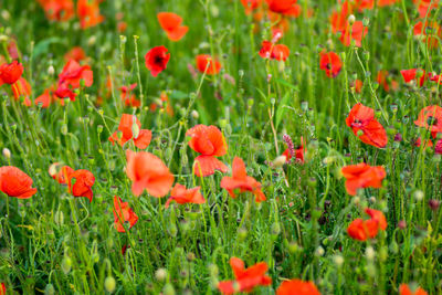 Close-up of red poppy flowers in field