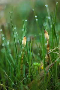 Close-up of raindrops on grass