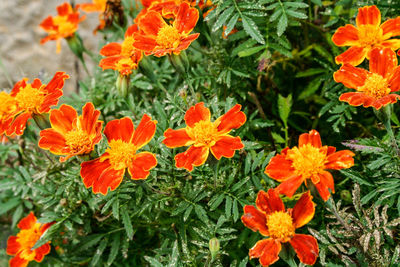 Close-up of yellow flowering plants