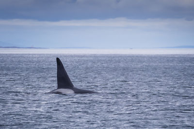 Whale swimming in lake against sky