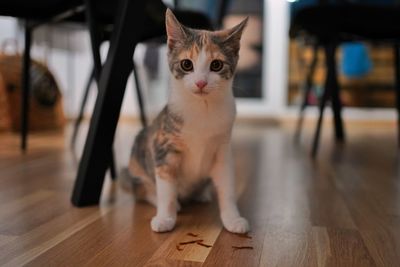 Portrait of cat on hardwood floor