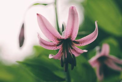 Close-up of pink flowering plant