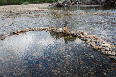 Ducks swimming in river