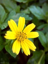 Close-up of yellow flower