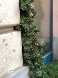 Close-up of christmas tree against wall