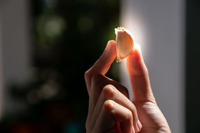 Close-up of woman hand holding flower