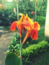 Close-up of orange flowers