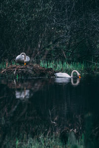 Ducks swimming in lake