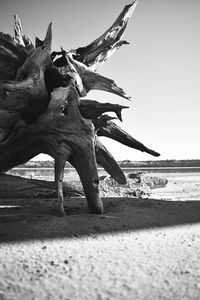 View of horse on beach