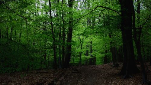 Trees in forest