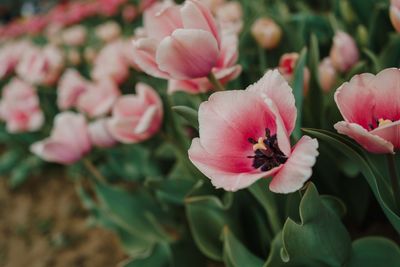 Close-up of pink flowering plant