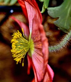 Close-up of flower