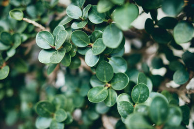 High angle view of green plants