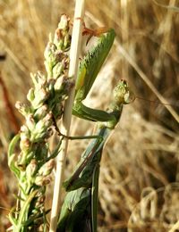 Close-up of plant against blurred background