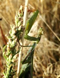 Close-up of plant against blurred background