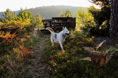 Dog running in grass
