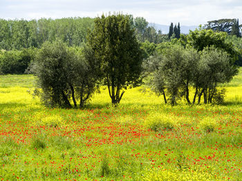 Trees on field against sky