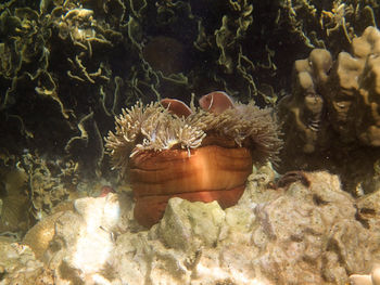 Rocks in sea