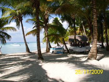 Palm trees on beach against sky