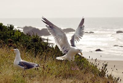 Bird by sea against clear sky