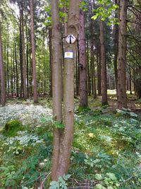 Trees growing on field in forest