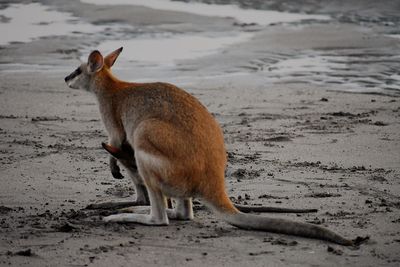 Deer standing on beach