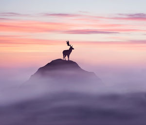 Silhouette deer standing on rock against sky during sunset