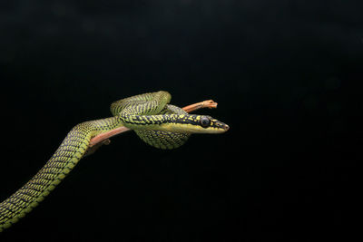 Close-up of a lizard on black background