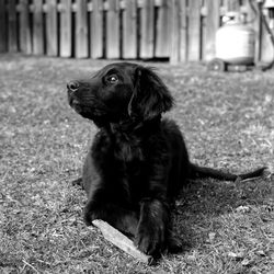 Close-up of dog sitting on grass