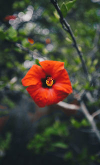 Close-up of red hibiscus flower