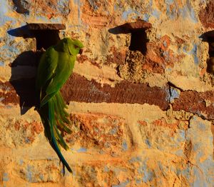 Close-up of bird on wall